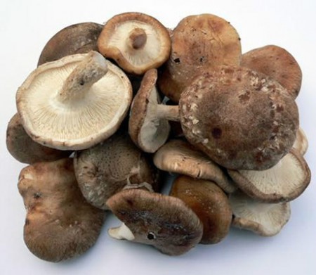 SHIITAKE
