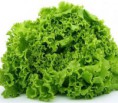 /album/fotogaleria-inicio/a1-20lechuga-jpg/
