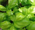 /album/fotogaleria-inicio/a1-20albahaca-jpg/