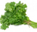 /album/fotogaleria-inicio/a1cilantro-jpg/