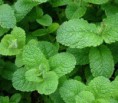 /album/fotogaleria-inicio/a1menta-jpg/