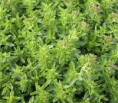 /album/fotogaleria-inicio/a1oregano-jpg/