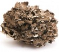 /album/fotogaleria-inicio/a1-maitake-jpg/