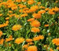 /album/fotogaleria-inicio/a1-20calendula-jpg/